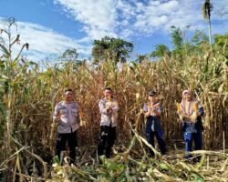 Pantau Panen Jagung 8 Ton Warga Dempo Utara, Polres Pagar Alam Dukung Ketahanan Pangan